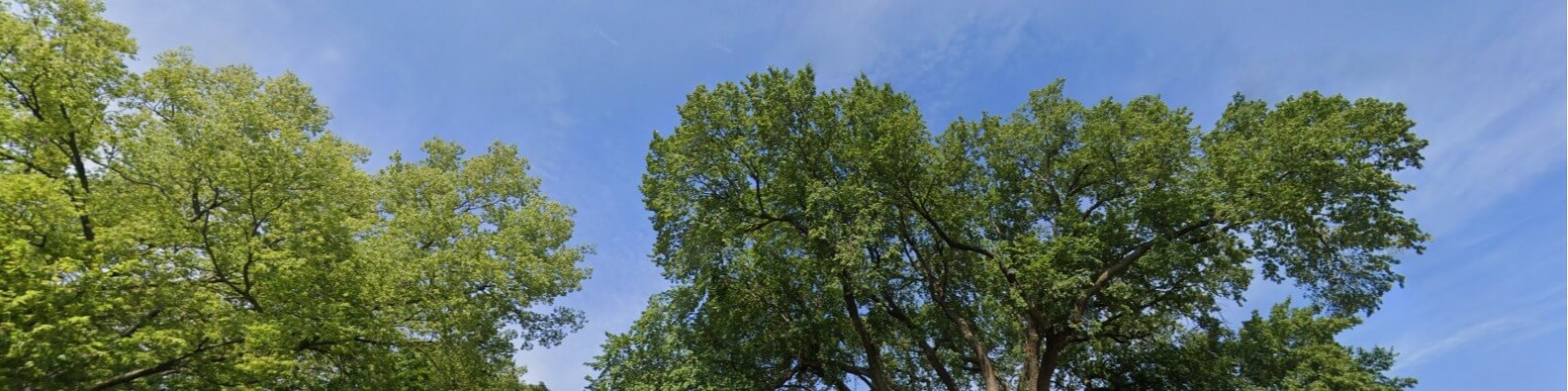 wagner tree